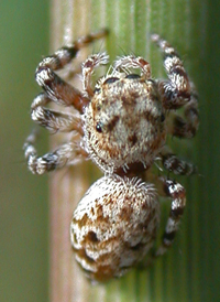 Peppered Jumper